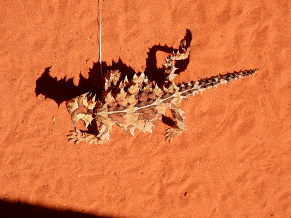 Thorny Devil lizard sun bathing